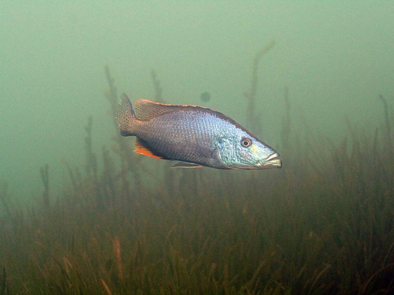 Dimidiochromis compressiceps 'Chiofu'
